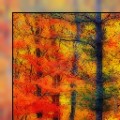 Frame FAA 01